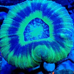 Scolymia Australis- wysiwyg