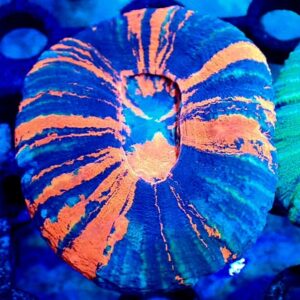 Scolymia Australis - wysiwyg