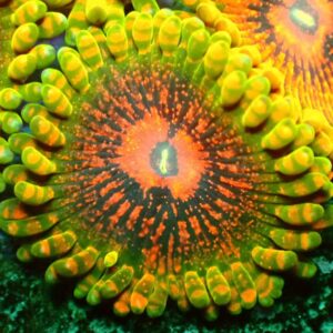 Zoanthid - wysiwyg