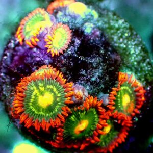 Zoanthid- wysiwyg