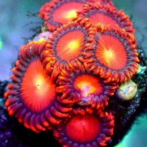 Zoanthid - wysiwyg