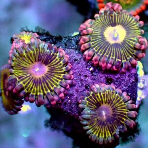 Zoanthid- wysiwyg