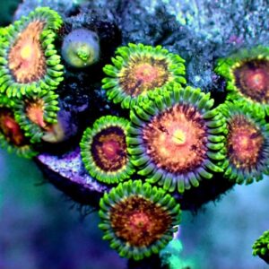 Zoanthid - wysiwyg
