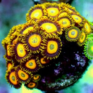 Zoanthid- wysiwyg