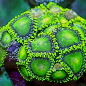 Zoanthid- wysiwyg