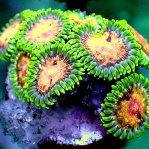 Zoanthid - wysiwyg