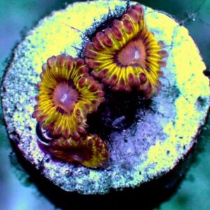 Zoanthid - wysiwyg