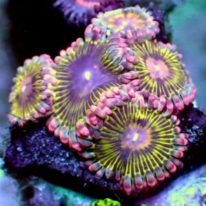 Zoanthid - wysiwyg