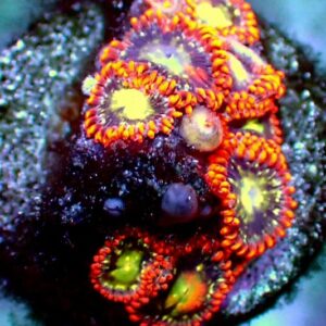 Zoanthid - wysiwyg