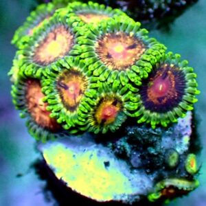 Zoanthid - wysiwyg