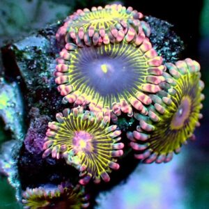Zoanthid - wysiwyg
