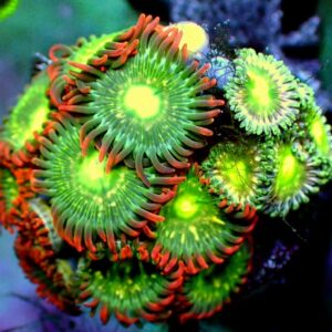 Zoanthid - wysiwyg