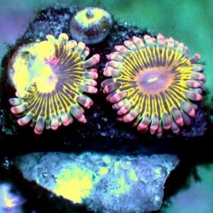 Zoanthid - wysiwyg