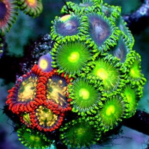 Zoanthid - wysiwyg