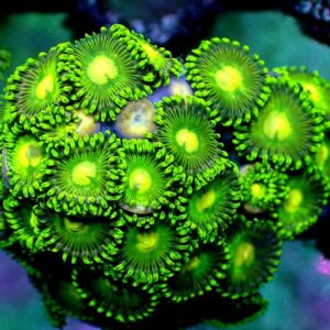 Zoanthid - wysiwyg