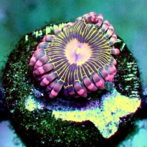Zoanthid - wysiwyg