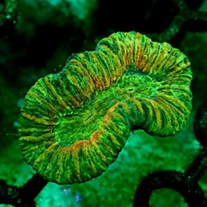 Trachyphyllia Geoffroyi - wysiwyg