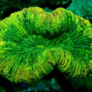 Trachyphyllia Geoffroyi- wysiwyg
