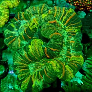 Trachyphyllia Geoffroyi - wysiwyg