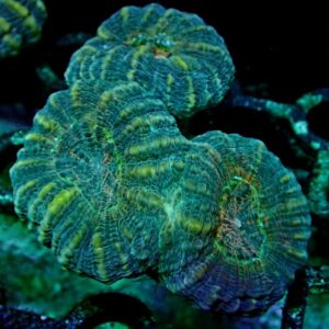 Lobophyllia Pachysepta - wysiwyg