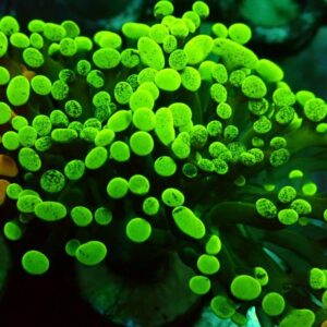 Euphyllia Paraancora - wysiwyg
