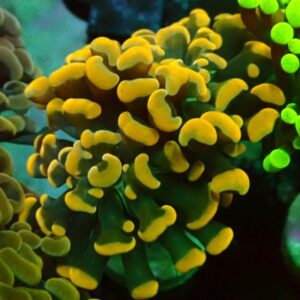 Euphyllia Paraancora - wysiwyg