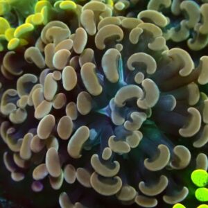 Euphyllia Paraancora- wysiwyg