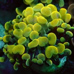 Euphyllia Paraancora- wysiwyg