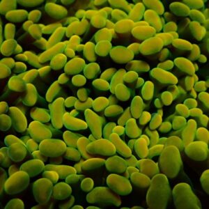 Euphyllia Paraancora- wysiwyg