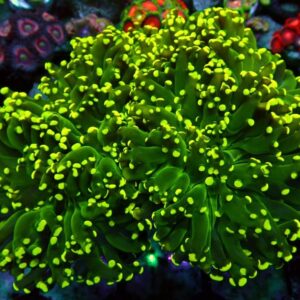 Euphyllia Divisa - wysiwyg