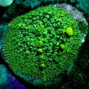 Rhodactis Bounce - wysiwyg