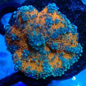 Ricordea Yuma - wysiwyg