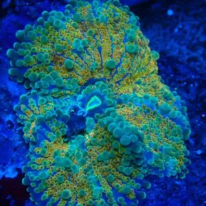 Ricordea Yuma - wysiwyg