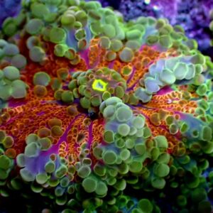 Ricordea Yuma - wysiwyg