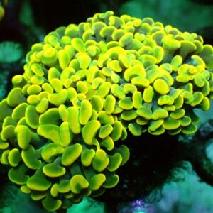 Euphyllia Paraancora- wysiwyg