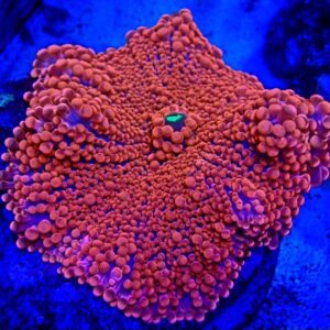 Ricordea Yuma- wysiwyg