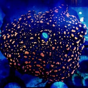 Ricordea Yuma- wysiwyg