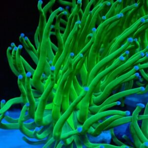 Euphyllia Glabrescens