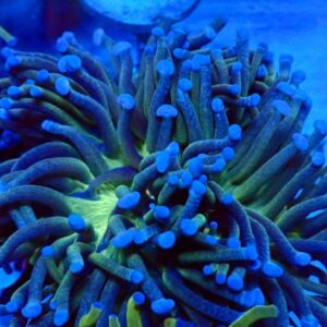 Euphyllia Glabrescens