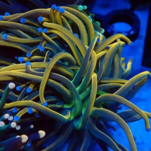 Euphyllia Glabrescens