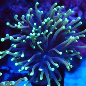 Euphyllia Glabrescens