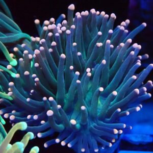 Euphyllia Glabrescens