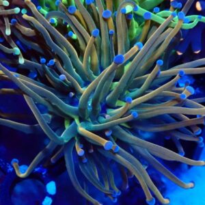 Euphyllia Glabrescens