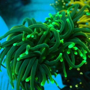 Euphyllia Glabrescens