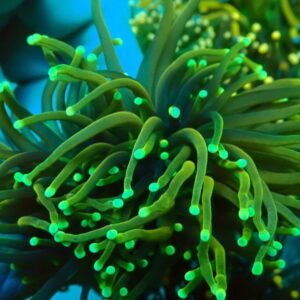 Euphyllia Glabrescens