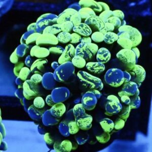Euphyllia Paraancora