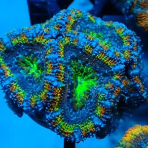 Micromussa Lordhowensis