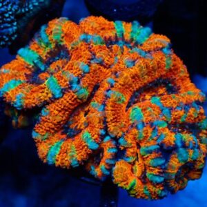 Micromussa Lordhowensis