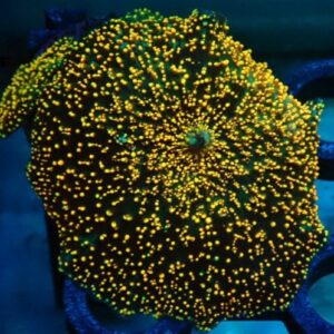 Discosoma