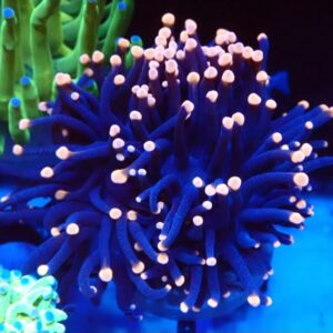 Euphyllia Glabrescens